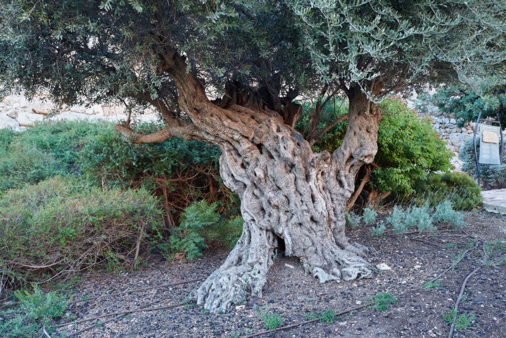 עץ זית (צילום: שרון לייבל)