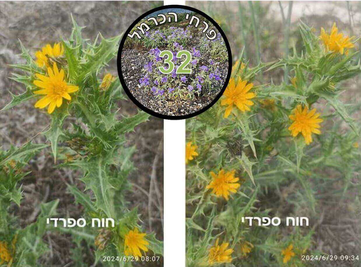חוח ספרדי • צילום: דני כץ