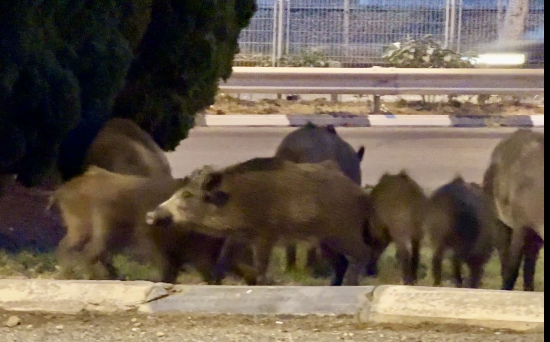 עדר חזירים בשולי כביש מהיר - שדרות ההגנה בחיפה 29/6/25 (צילום: ירון כרמי)