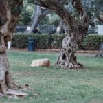 עצי זית בגן בנימין (צילום: שרון לייבל)