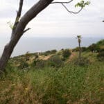 קפלת המשפחה הקדושה במורדות סטלה מאריס (צילום: שרון לייבל)