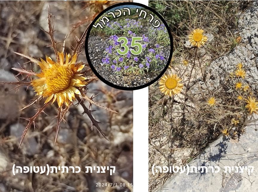 קיצנית כרתית • צילום: דני כץ