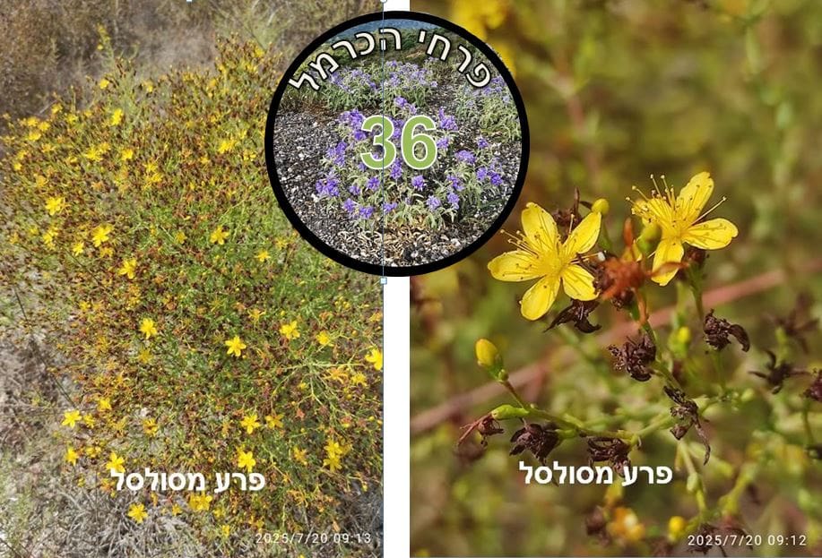 פרע מסולסל • צילום: דני כץ