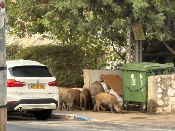 חזירים באחוזה (צילום: מיכל גרובר)