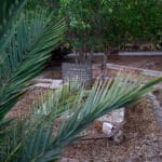 בית מושיוף (בניין הבולשת CID) בהדר (צילום: שרון לייבל)