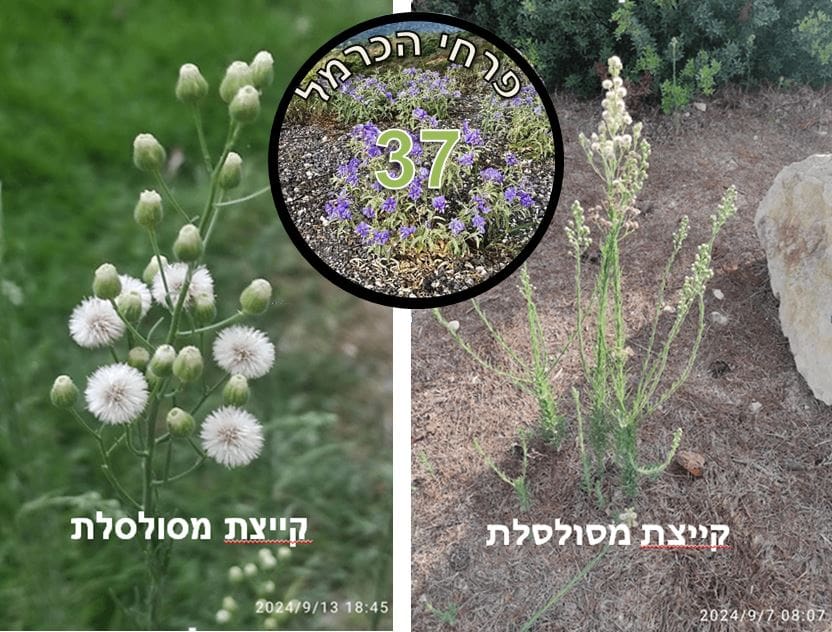 קייצת מסולסלת • צילום: דני כץ
