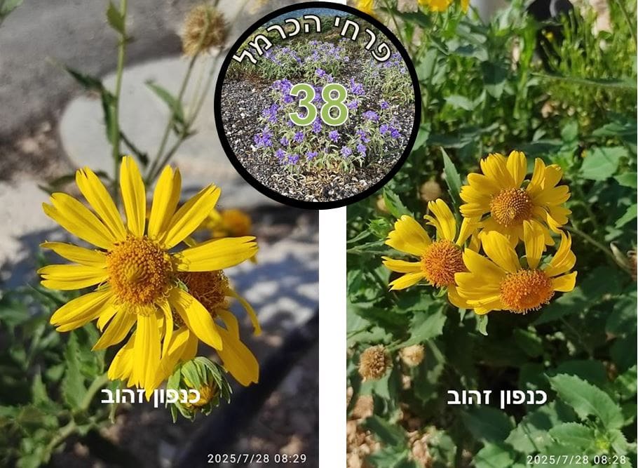 כנפון זהוב • צילום: דני כץ