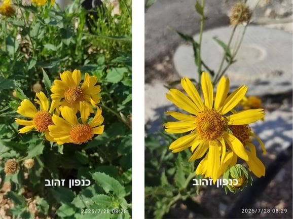 כנפון זהוב • צילום: דני כץ