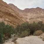 מדבר יהודה ושמורת עין גדי (צילום: שרון לייבל)