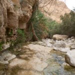 מדבר יהודה ושמורת עין גדי (צילום: שרון לייבל)