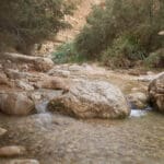 מדבר יהודה ושמורת עין גדי (צילום: שרון לייבל)