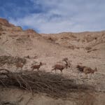 יעלים במדבר יהודה ושמורת עין גדי (צילום: שרון לייבל)