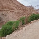 מדבר יהודה ושמורת עין גדי (צילום: שרון לייבל)