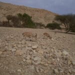 יעלים במדבר יהודה ושמורת עין גדי (צילום: שרון לייבל)