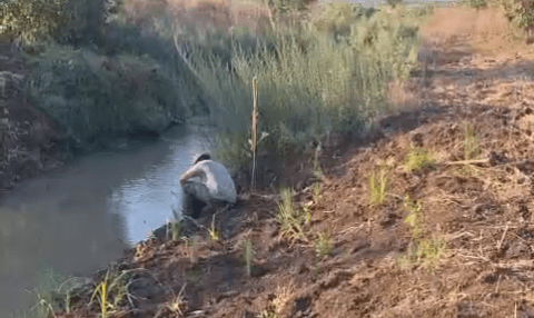 השבת צומח מקומי וייחודי לנחל הקישון (צילום: רשות נחל הקישון)