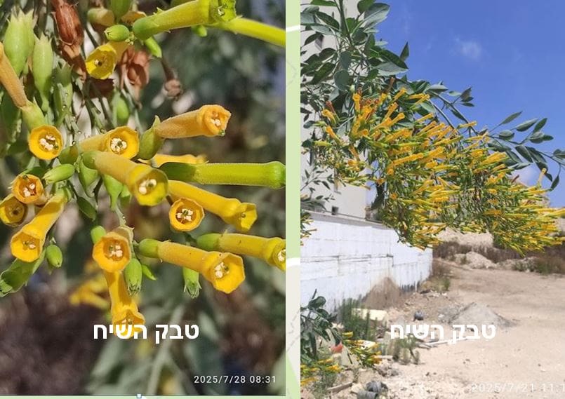 טבק השיח • צילום: דני כץ