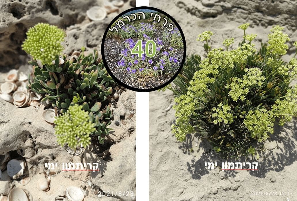קריתמון ימי • צילום: דני כץ