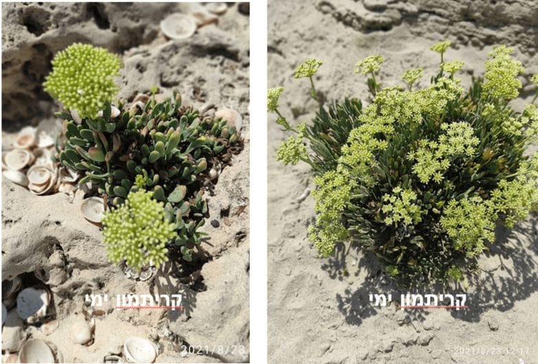 קריתמון ימי • צילום: דני כץ