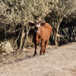 שור הכרמל (צילום: שרון לייבל)