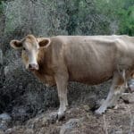 פרה בשבילי הכרמל (צילום: שרון לייבל)