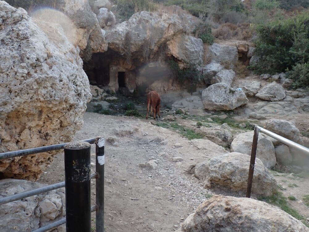 פרה בכניסה למערה - מעיין קדם (צילום: מוטי מנדלסון)