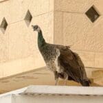 נקבת טווס אשר התעופפה מגן החיות בחיפה לשכונה סמוכה (צילום: ירון כרמי)
