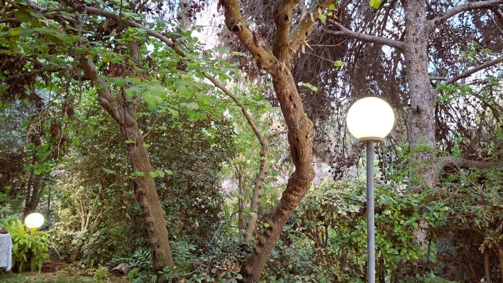 בבית אורית פרלמן - מבט אל החורש הצמוד לגינת הבית (צילום: רחלי אורבך)