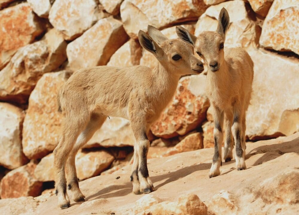 גן החיות בחיפה (צילום: צבי רוגר)