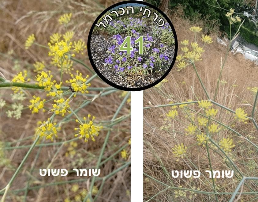 שומר פשוט • צילום: דני כץ