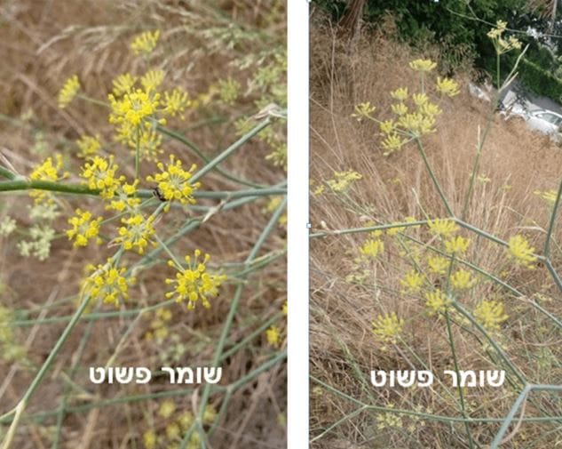 שומר פשוט • צילום: דני כץ