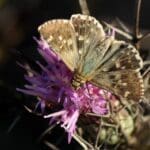 אפורית השלהבית – פרפר סתו מובהק