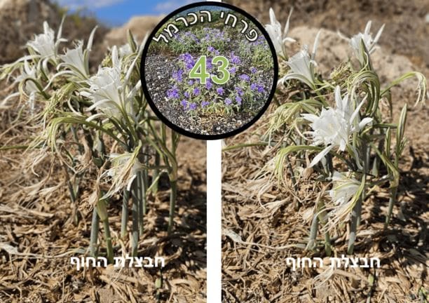 חבצלת החוף • צילום: דני כץ