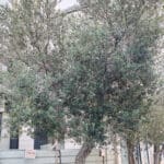 D3Bעצי זית במושבה הגרמנית (צילום: שרון לייבל)_4610