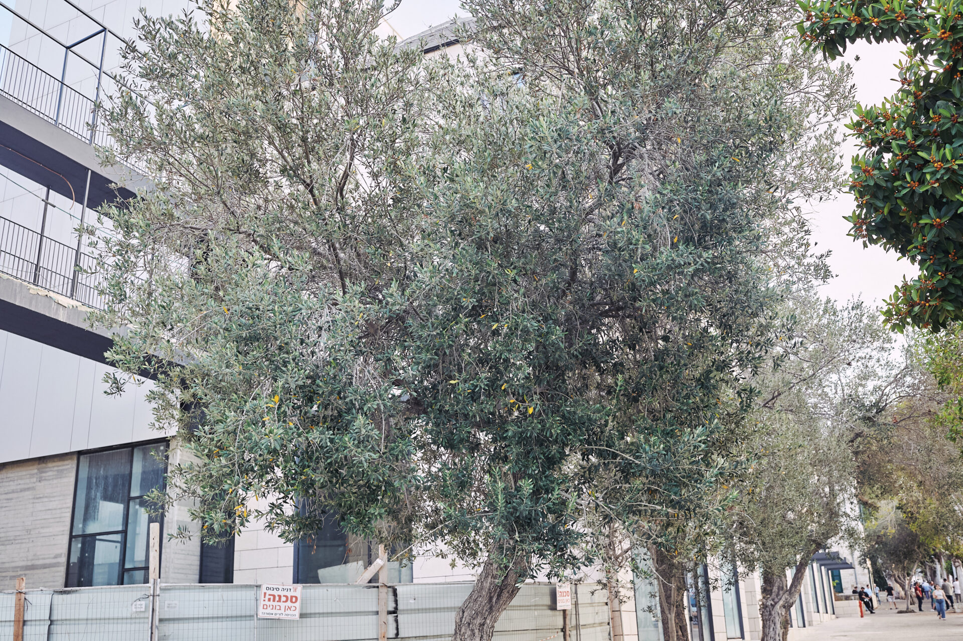 עצי זית במושבה הגרמנית (צילום: שרון לייבל)