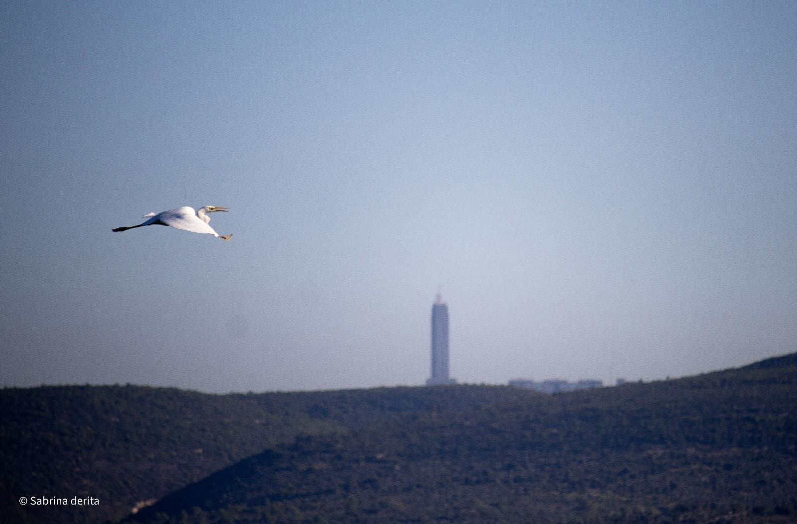 אנפה מעל העיר חיפה (צילום: סברינה דה ריטה)