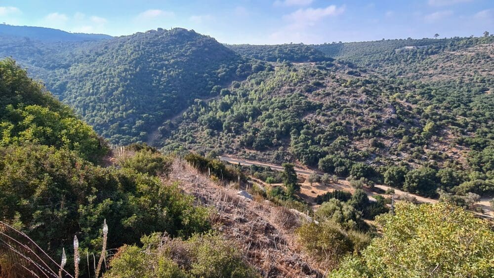 נופיו המרהיבים של ההר הירוק תמיד, מבט ממצפור הנוטרים בחוות משמר הכרמל (צילום: יעל הורוביץ)