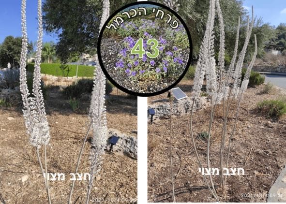 חצב מצוי • צילום: דני כץ