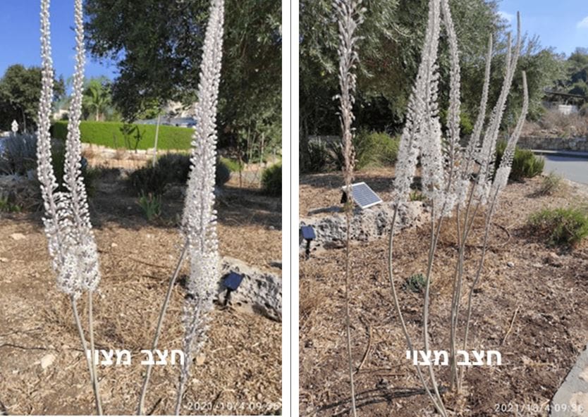 חצב מצוי • צילום: דני כץ