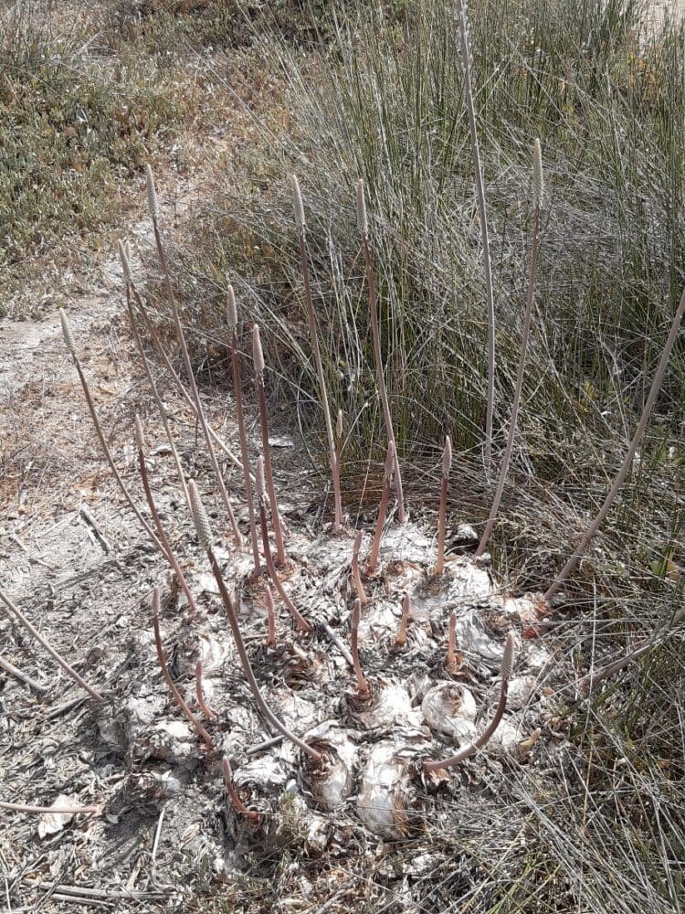 בצלים הסמוכים זה לזה (צילום: אמוץ דפני)