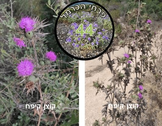 קוצן קיפח • צילום: דני כץ