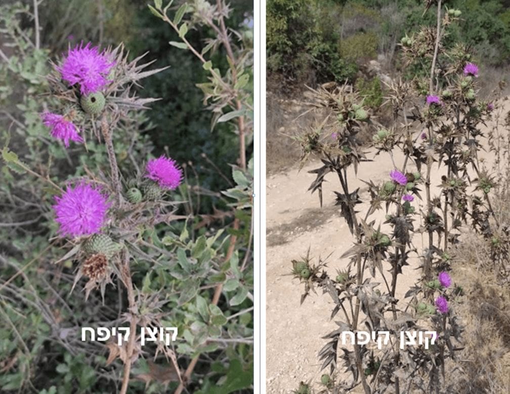 קוצן קיפח • צילום: דני כץ