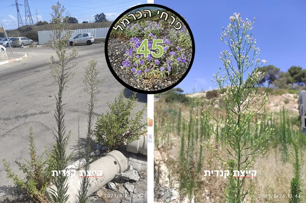 קייצת קנדית • צילום: דני כץ