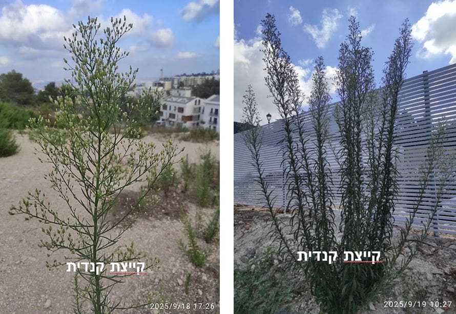 קייצת קנדית • צילום: דני כץ