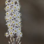 Haipo-news-Hatzav flower26.9 (4)