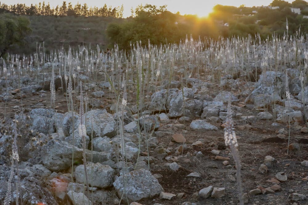 פריחת החצב (צילום: דרור שמילוביץ)