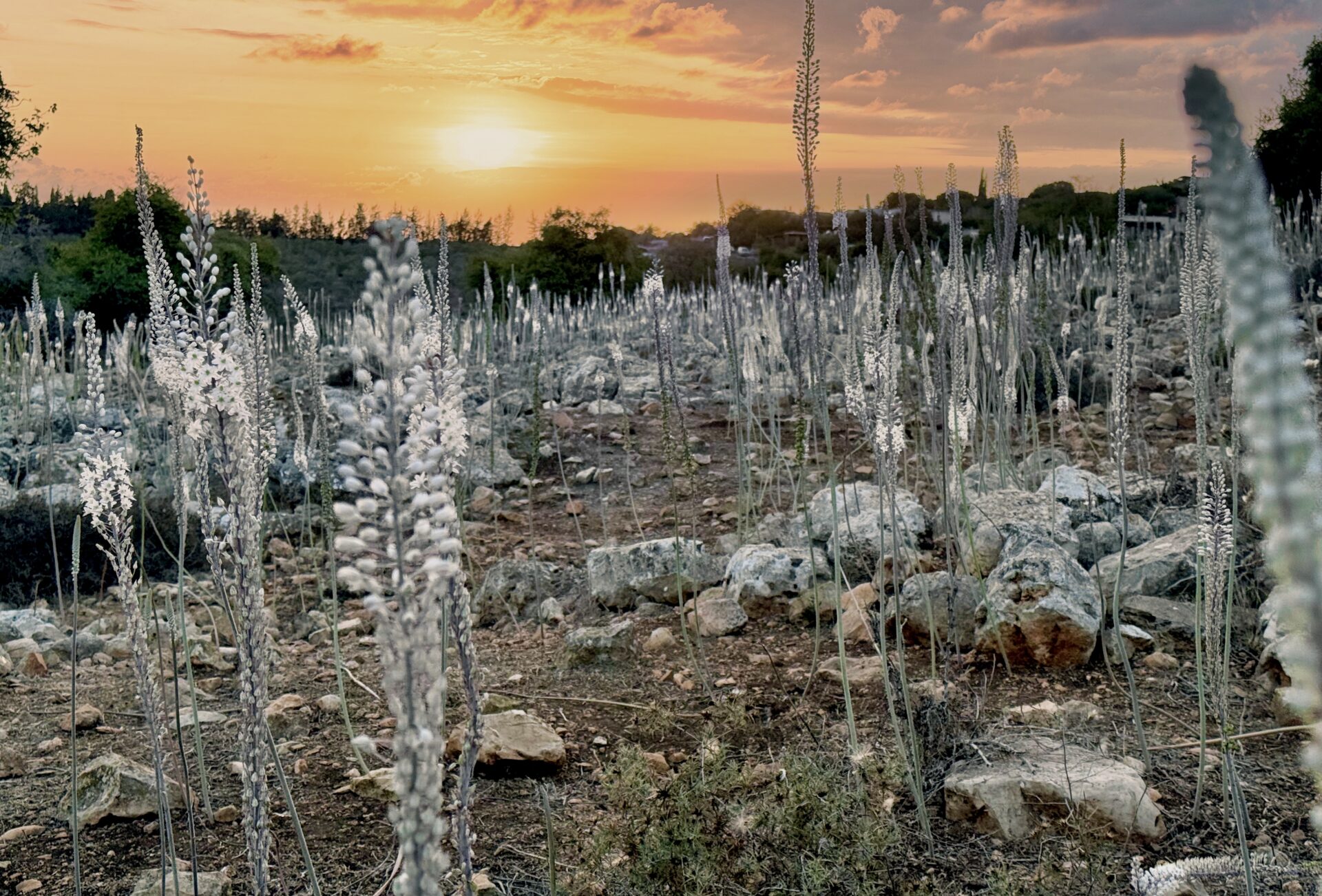 פריחת החצב (צילום: דרור שמילוביץ)