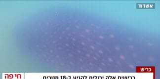 כריש לווייתן באורך 6 מטרים נצפה באשדוד 26/9/25 (צילום: עיריית אשדוד - אגף החופים)