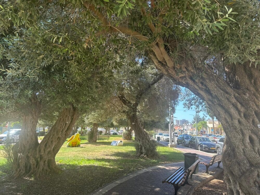 עצי זית בגן התותח (צילום: עיריית טירת כרמל)