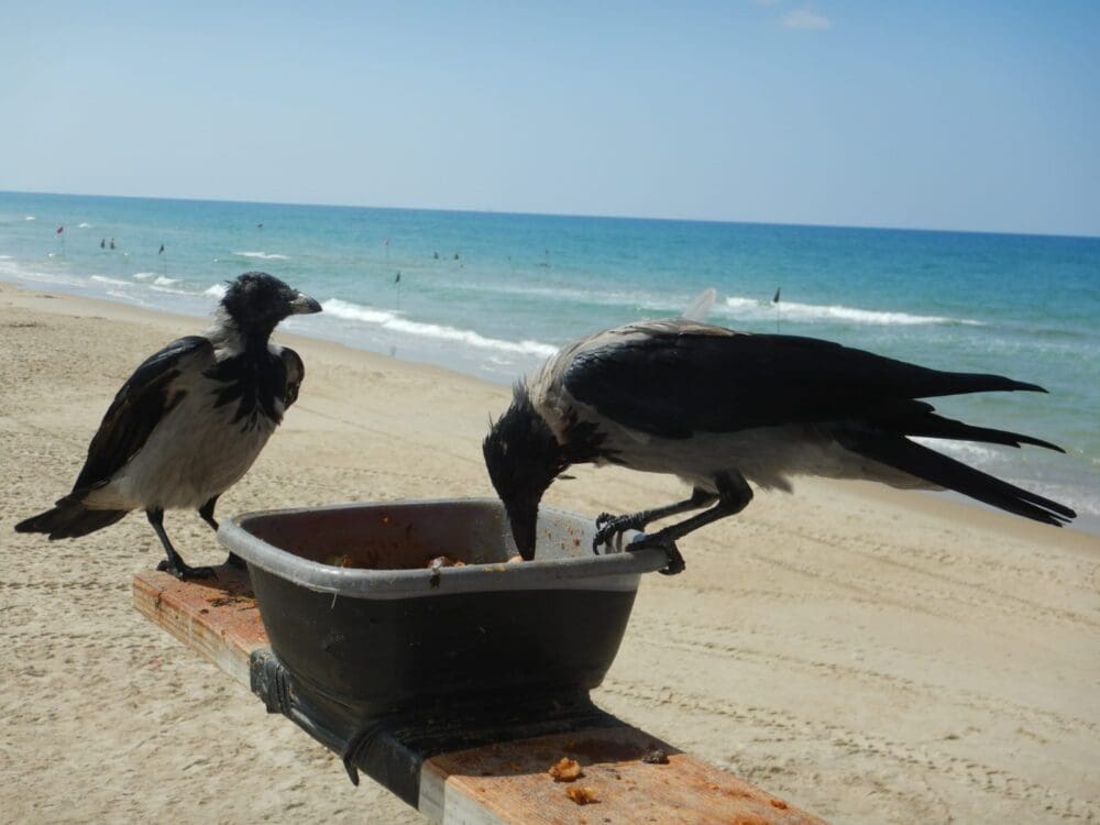 עורבים (צילום: מוטי מנדלסון)