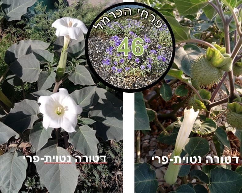 דטורה נטוית-פרי • צילום: דני כץ